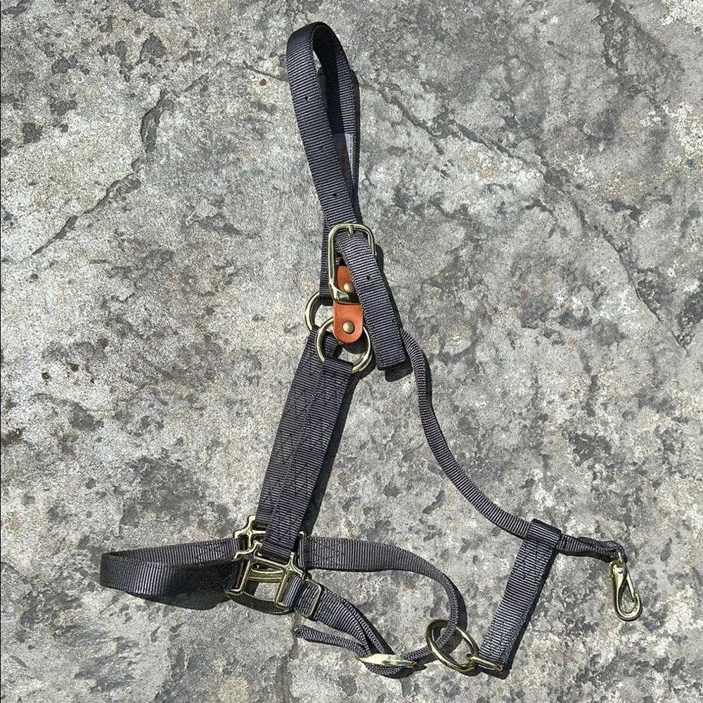 horse halter